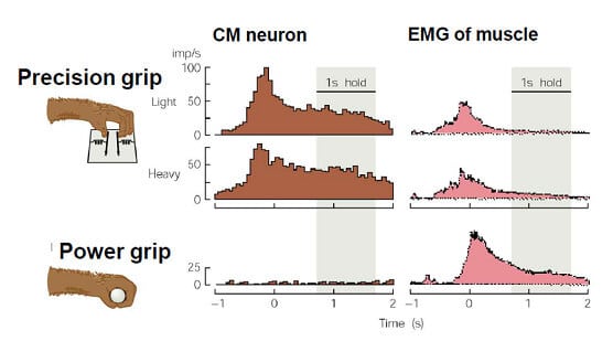 Những cử động nhẹ nhàng có hiệu quả hơn đối với sự thay đổi trong não bộ