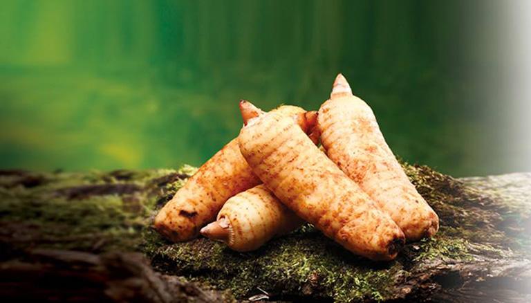 Tác dụng của thảo dược thiên ma lên hệ thần kinh trung ương