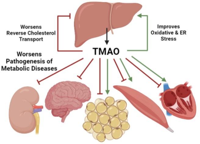 Thuốc làm giảm nguy cơ đau tim và đột quỵ bằng cách nhắm mục tiêu vào vi khuẩn đường ruột