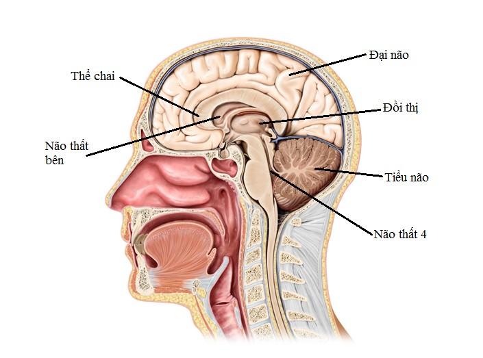 Đột quỵ đồi thị: Nguyên nhân và cách điều trị