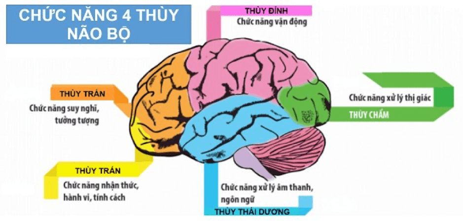 Đột quỵ thùy chẩm: Nguyên nhân, triệu chứng và cách điều trị