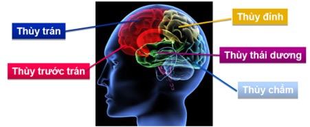 Thùy thái dương đảm nhiệm nhiều chức năng quan trọng liên quan đến thính giác, ký ức và ngôn ngữ.