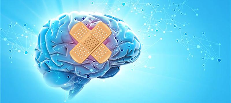 Nhờ vào tính mềm dẻo của não bộ mà chúng có thể tự chữa lành sau đột quỵ