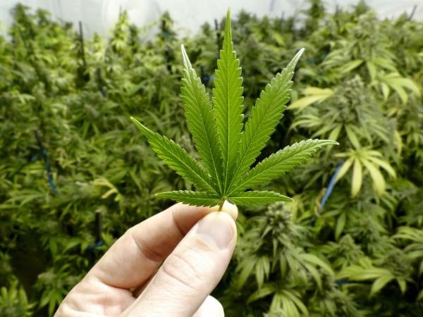 Sử dụng cần sa sẽ ức chế việc giải phóng chất dẫn truyền thần kinh trong não, làm thay đổi chức năng bình thường của não.