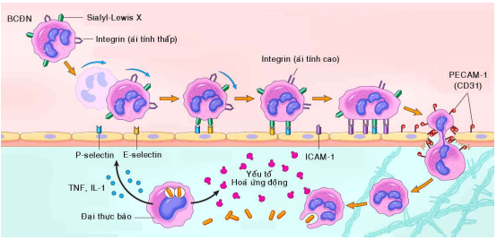 Phản ứng viêm tại mạch máu trở thành cơ chế của nhiều bệnh lý phổ biến.