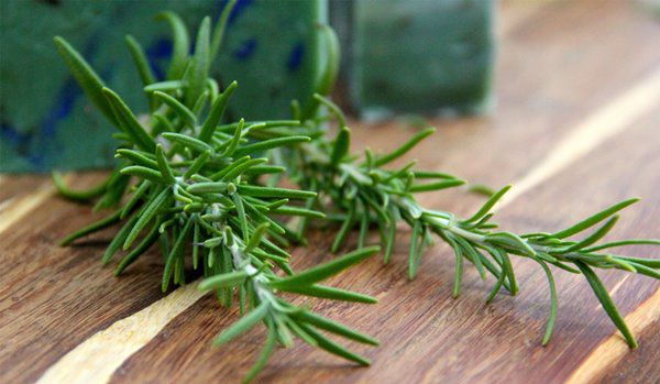 7 lợi ích thần kỳ của cây hương thảo