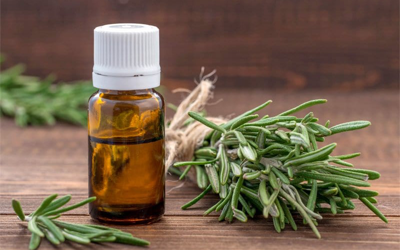 Tinh dầu hương thảo có nhiều ứng dụng chữa bệnh.
