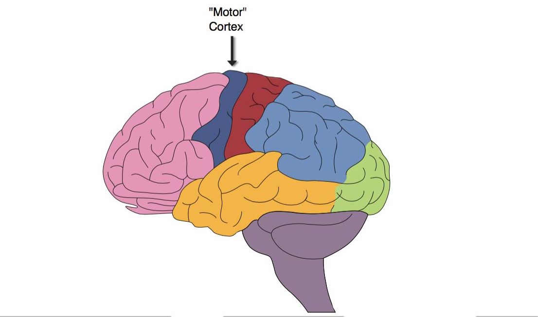 Điều gì xảy ra nếu đột quỵ trong vỏ não vận động?
