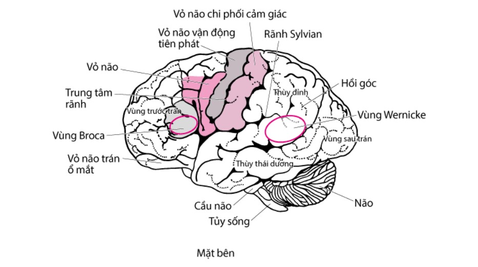 Vỏ não vận động là trung tâm điều khiển vận động duy nhất phía trên tủy sống có thể liên lạc trực tiếp với hầu hết các cấu trúc điều khiển vận động khác như đồi thị, hạch nền, thân não và tủy sống.