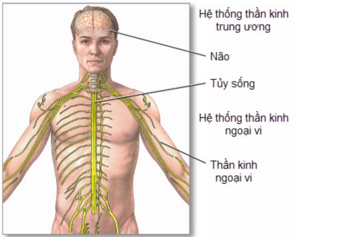 Viêm mạch hệ thần kinh trung ương có thể bị nhầm lẫn với RCVS.