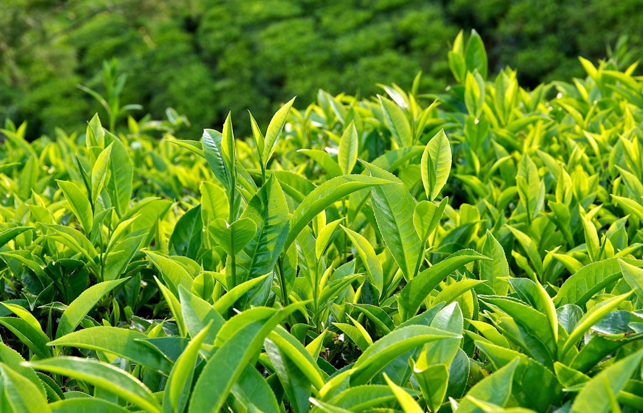 Trà xanh có chứa catechin (EGCG), là chất chống oxy hóa tự nhiên giúp ngừa bệnh tim, ung thư, đột quỵ và các vấn đề sức khỏe khác.