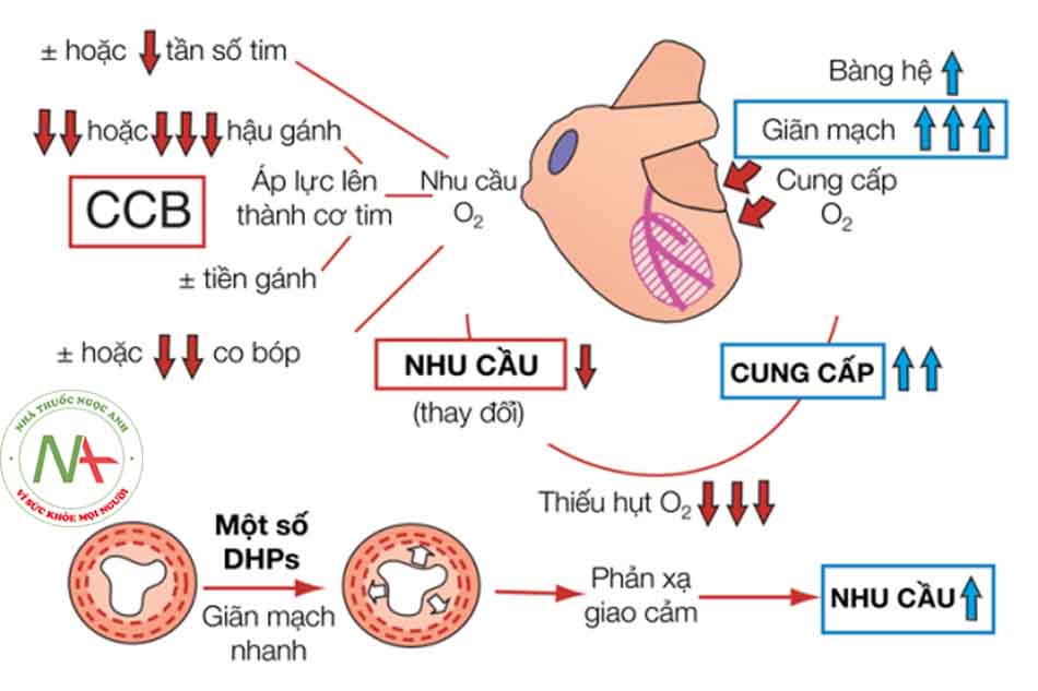 Thuốc chẹn kênh canxi có thể làm chậm nhịp tim, làm giảm huyết áp.
