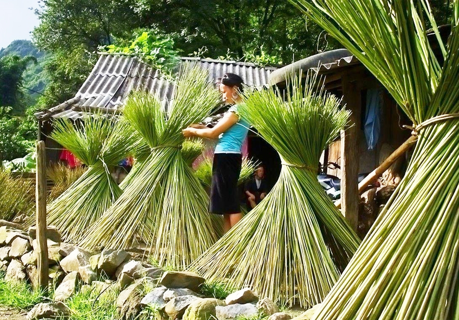 Cây lanh được sử dụng để làm vải may quần áo, túi, vỏ chăn của người Mông, Việt Nam.