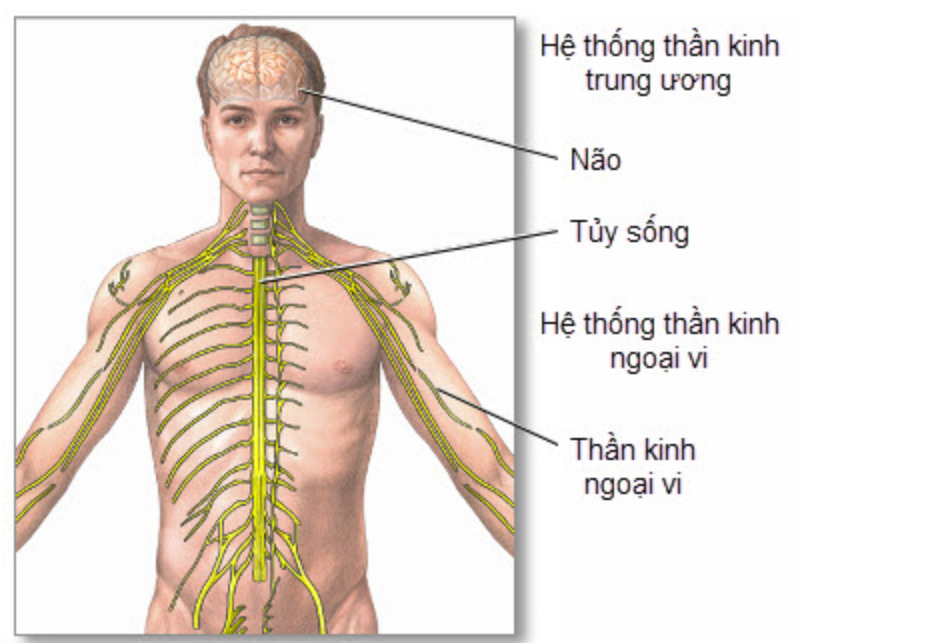 Viêm mạch hệ thần kinh trung ương, coi chừng đột quỵ!