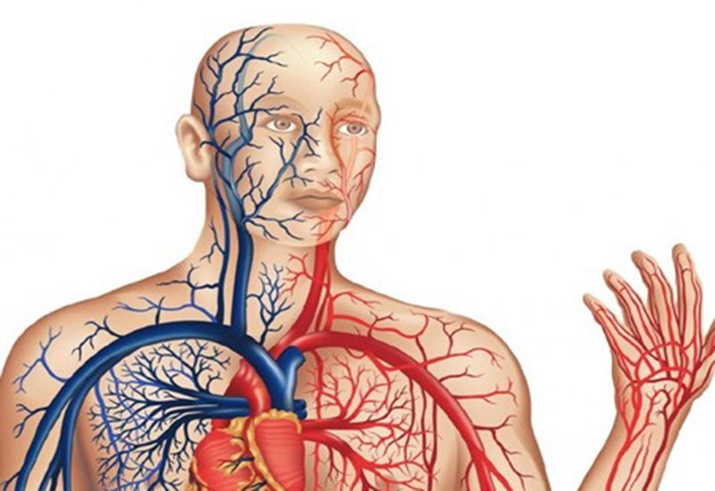 Chụp MRA giúp khảo sát mạch máu trên cơ thể.