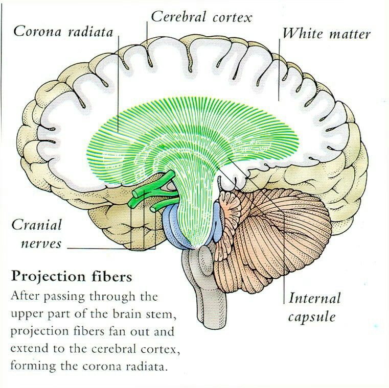 Trong giải phẫu thần kinh, corona radiata là một tấm vật chất màu trắng