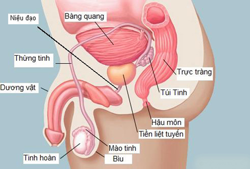 Tuyến tiền liệt