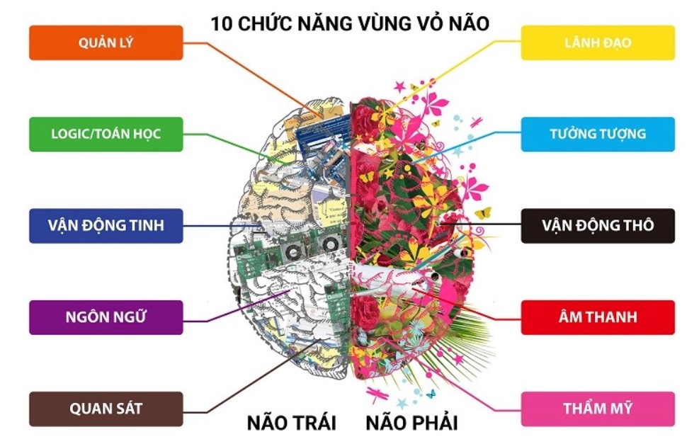 bán cầu não trái phải