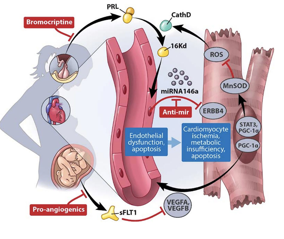 Giả thuyết nội tiết tố-mạch máu về sinh lý bệnh của bệnh cơ tim chu sinh