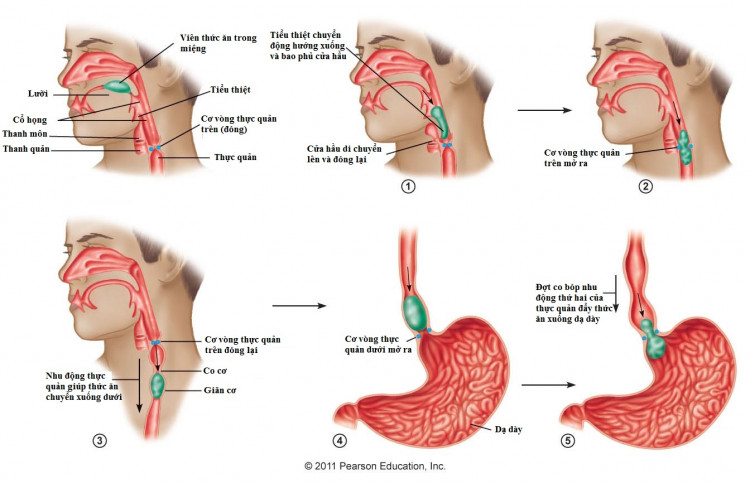 Quy trình nuốt tự nhiên của cơ thể 