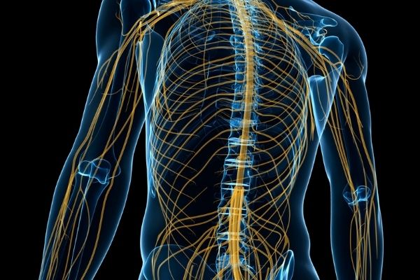 Hệ thống thần kinh ngoại vi được tạo thành từ 3 loại dây thần kinh, mỗi loại có vai trò quan trọng trong việc giữ cho cơ thể khỏe mạnh và hoạt động bình thường.