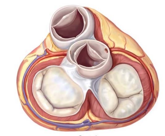 Van động mạch chủ nằm giữa tâm thất trái (buồng bơm tim dưới) và động mạch chủ.