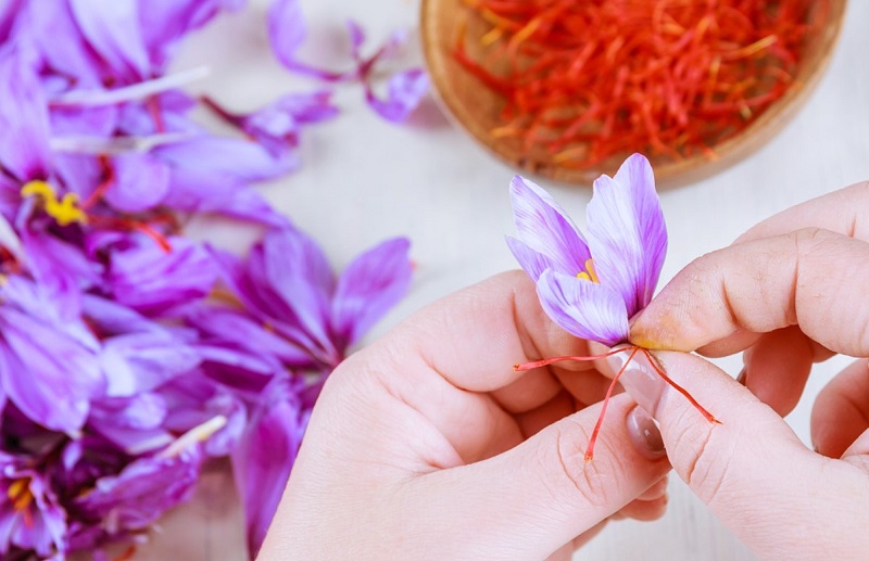 Nhụy hoa nghệ tây (Saffron) giúp kiểm soát tiểu đường và tim mạch