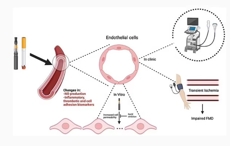 Hút thuốc lá và hút thuốc lá điện tử đều được biết là làm suy giảm chức năng nội mô, khiến các mạch máu lớn không thể mở đủ để cung cấp đủ máu cho tim và các mô khác
