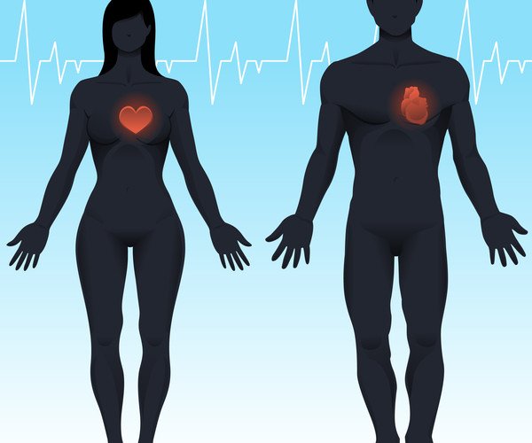 Tim của nam và nữ có giống nhau không?