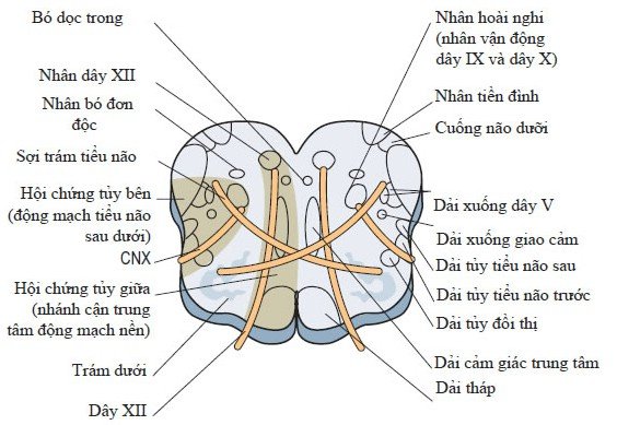  Hội chứng tủy bên (Wallenberg) được biết đến như một diễn tiến của đột quỵ, gây tổn thương đến não bộ, đặc biệt là vùng thân não 
