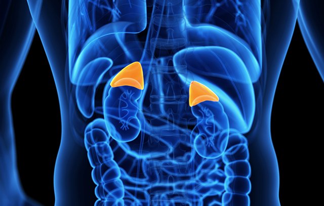 Các triệu chứng của ung thư thượng thận là do sản xuất dư thừa các hormone.