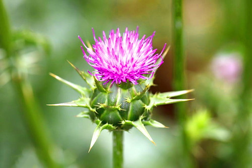 Một số hóa chất trong cây kế sữa có thể làm giảm lượng đường trong máu ở những người mắc bệnh tiểu đường