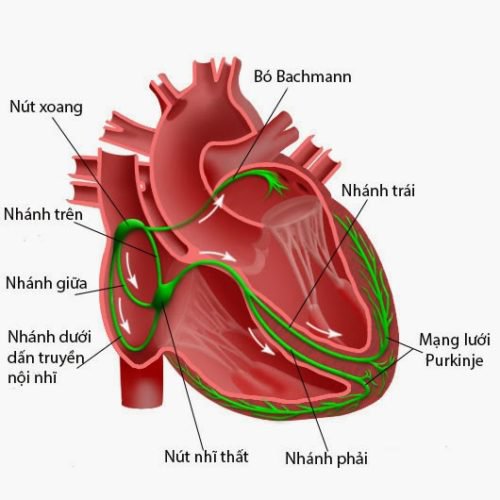 Triển vọng của bạn phụ thuộc vào việc bạn có mắc bệnh tim mạch hay không.