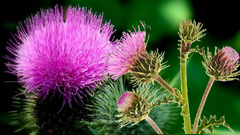 Cây kế sữa là cây có thân dài, mảnh, lá có gai và có bông màu đỏ tím ở đỉnh.