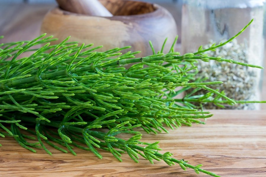 Horsetail là một cây thuốc thuộc loài Equisetum arvense thường được sử dụng như một phương thuốc tại nhà
