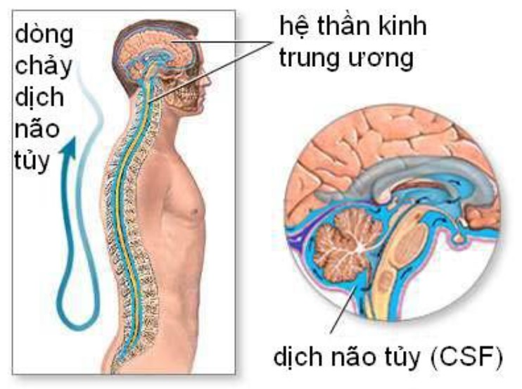 Hệ thần kinh trung ương chiếm phần lớn hệ thần kinh, bao gồm não và tủy sống.
