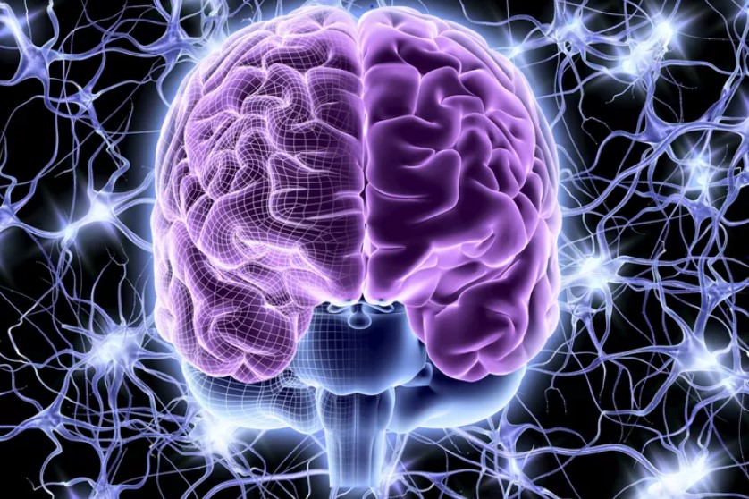 Những điều bạn cần biết về hệ thống thần kinh