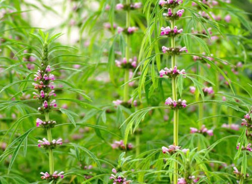 Cây ích mẫu là cây thảo sống hàng năm, có độ cao từ 0,5-1m. 