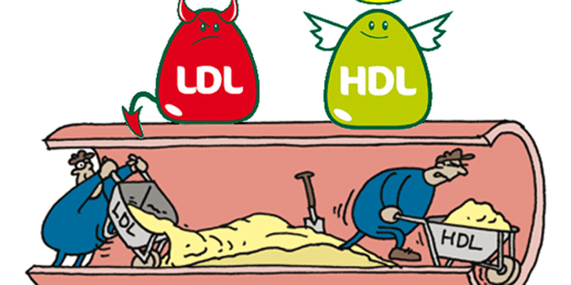 Cholesterol xấu nhiều sẽ gây nguy hại cho cơ thể
