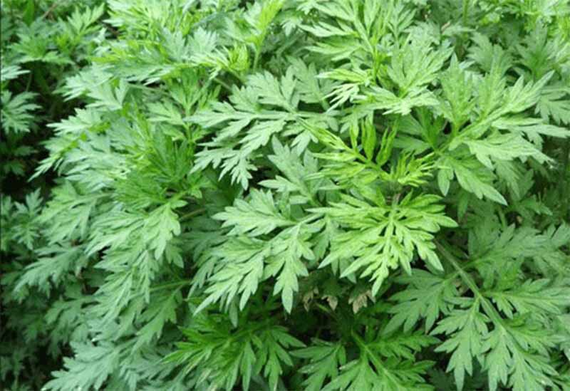 Ngải cứu: Công dụng, rủi ro và cách sử dụng