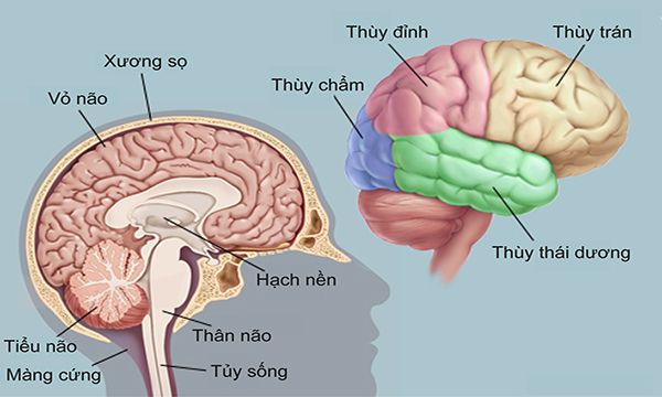 Đột quỵ thùy đỉnh có thể khiến bạn cảm thấy ngứa ran