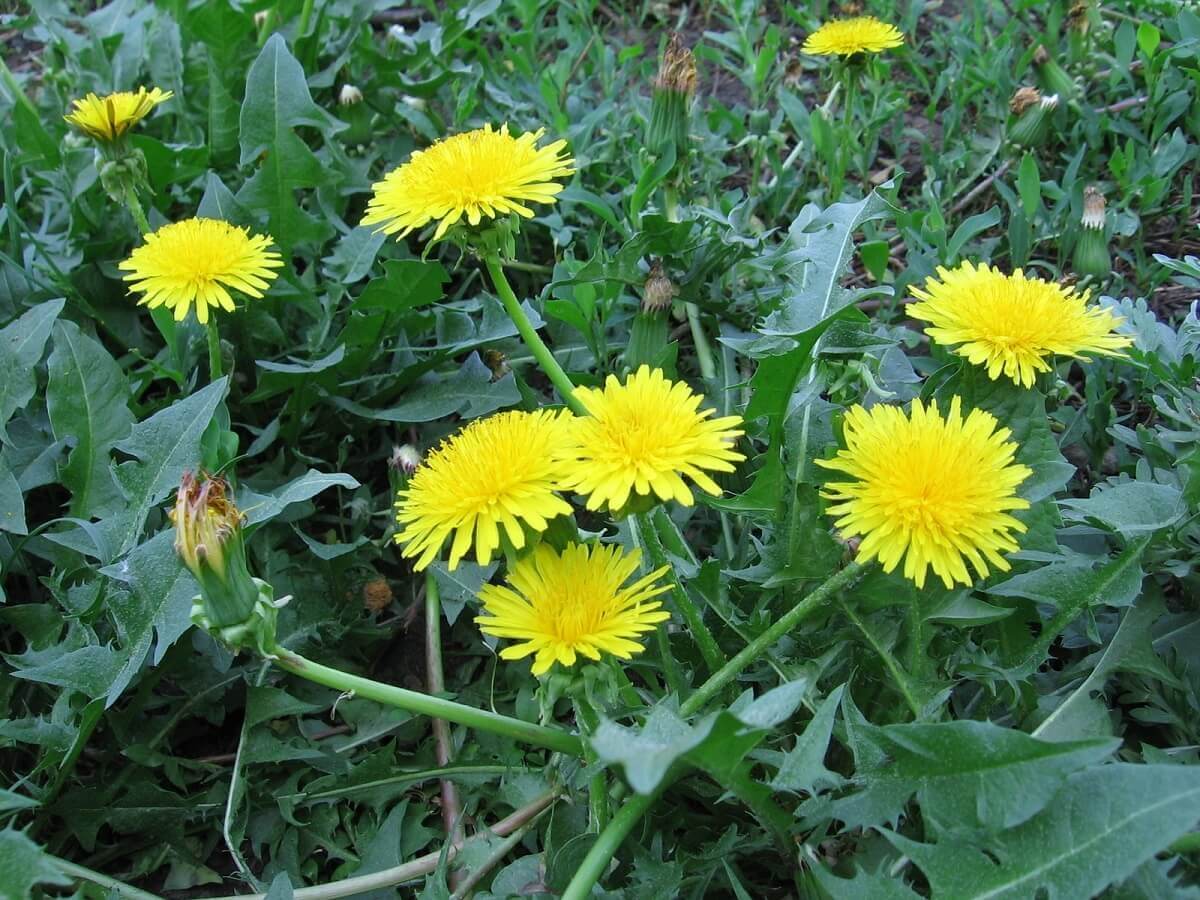 Bồ công anh là một loài thực vật có họ hàng với cúc. 