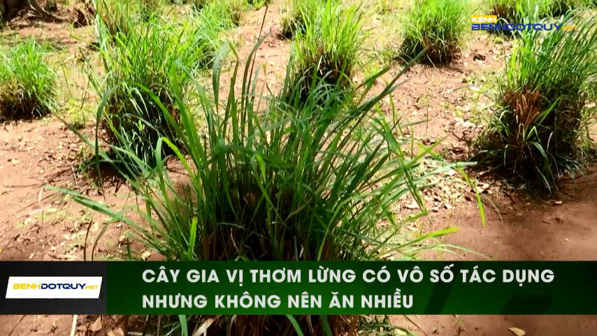 Vô số tác dụng tốt từ cây gia vị thơm lừng nhưng không nên ăn nhiều
