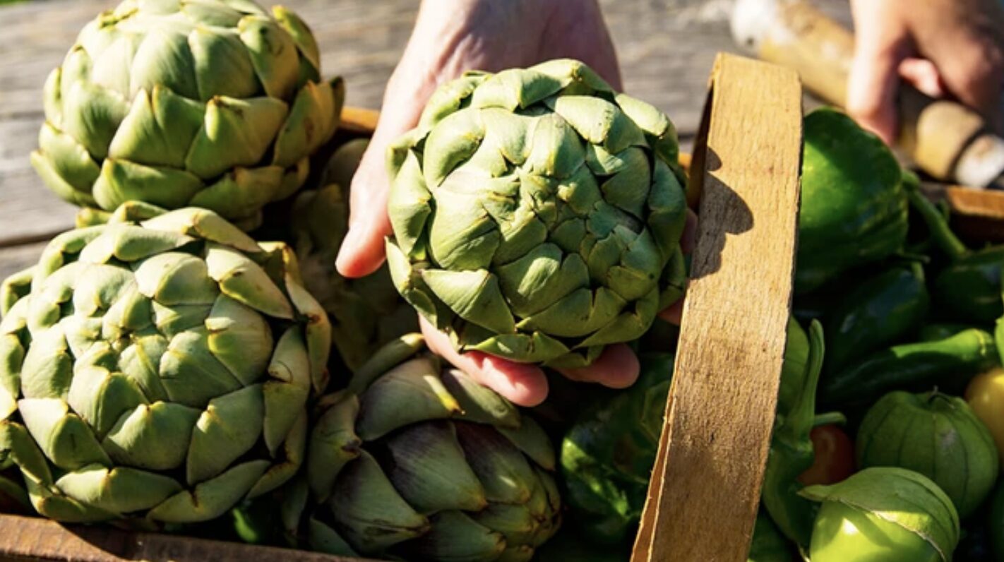 Cải thiện 4 chỉ số mỡ máu qua các món ăn được chế biến từ atiso