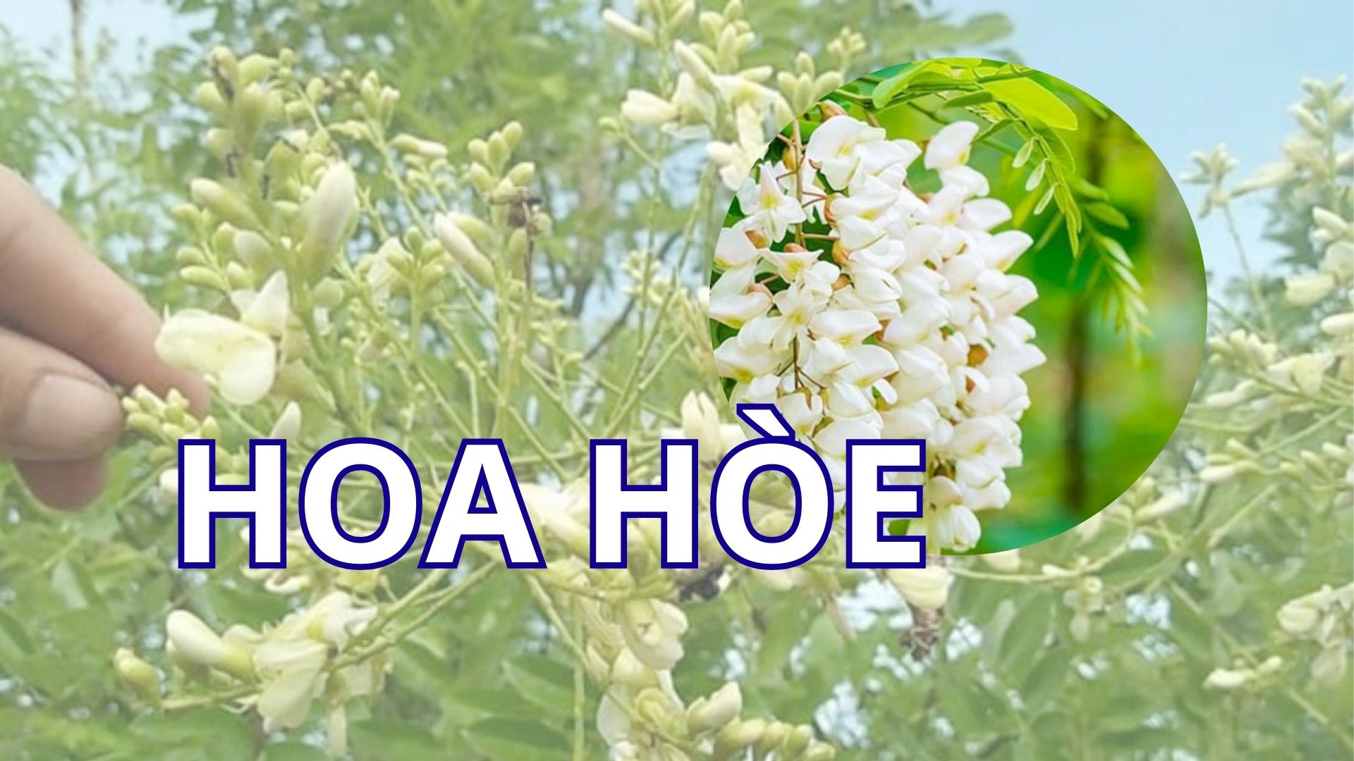 Lợi ích sức khỏe của hoa hòe