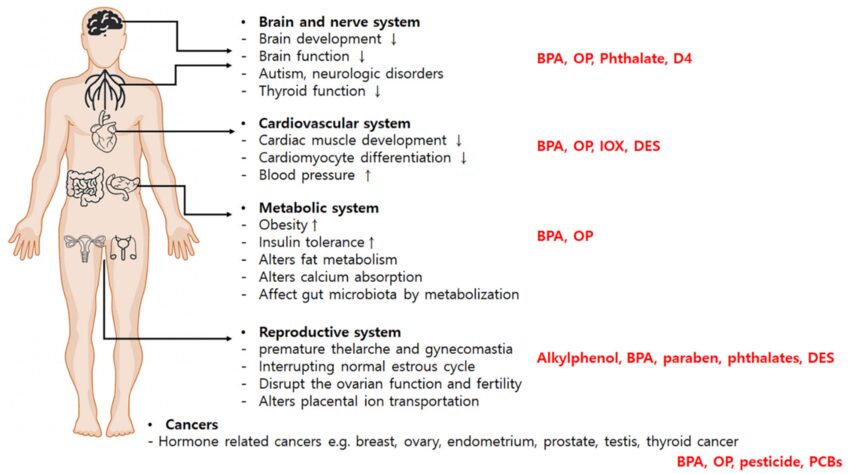 Ngày càng nhiều người mắc bệnh Nội tiết – Thủ phạm là các hóa chất gây rối loạn nội tiết?